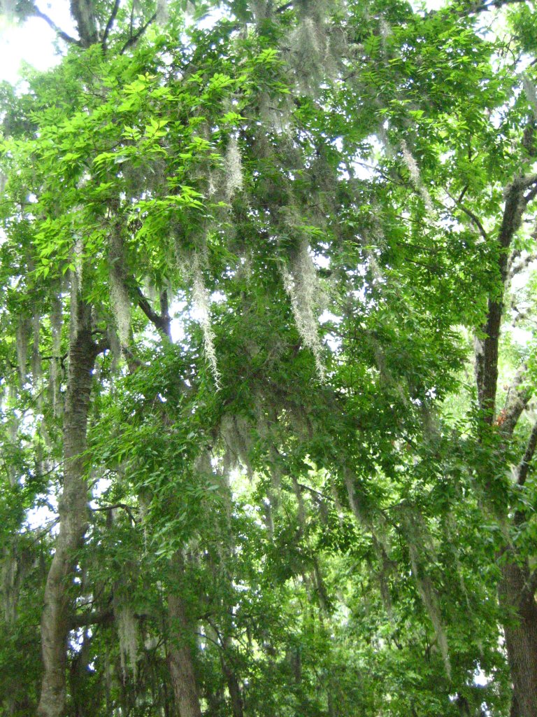 Natural beauty in the Oaks trees in UoF, Florida