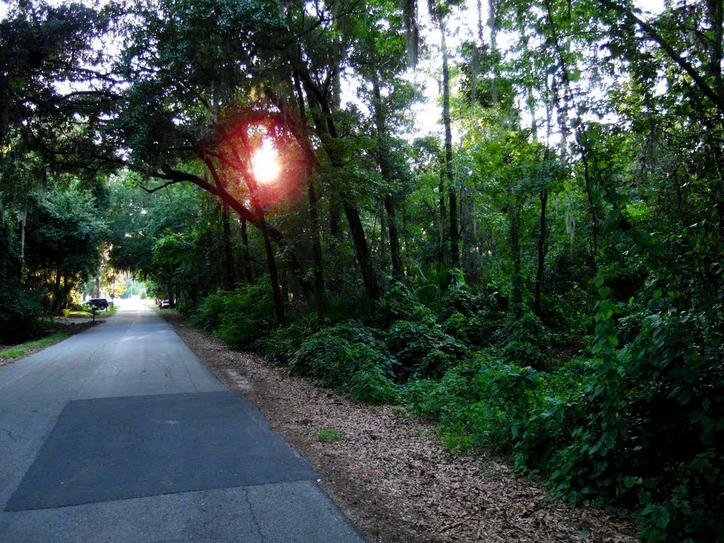 Sun Setting Through Woods
