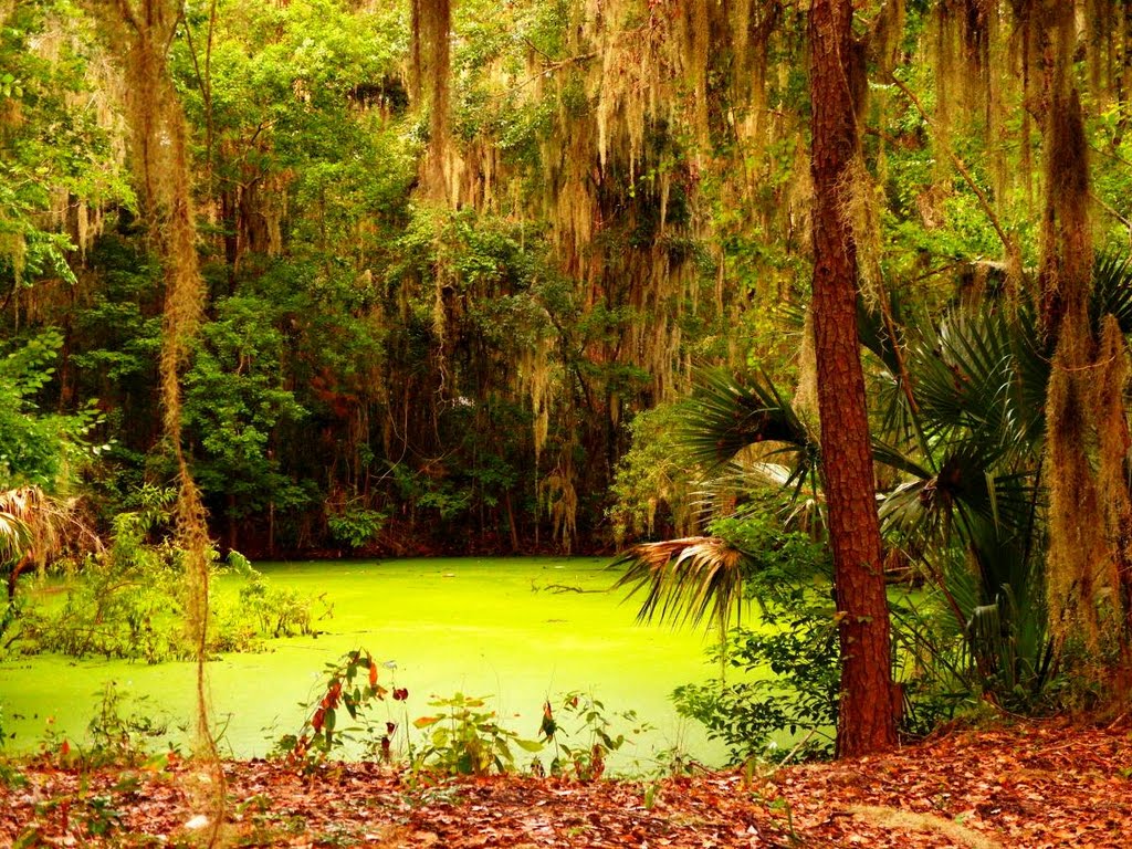 Water Hole