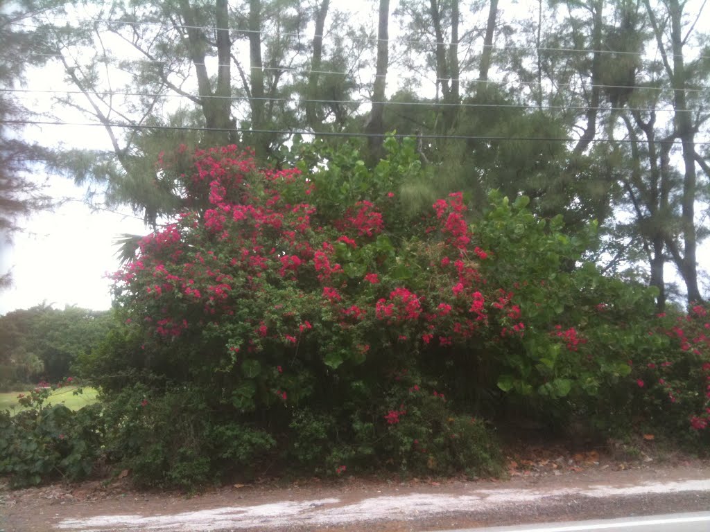 bougainvillea on A1A