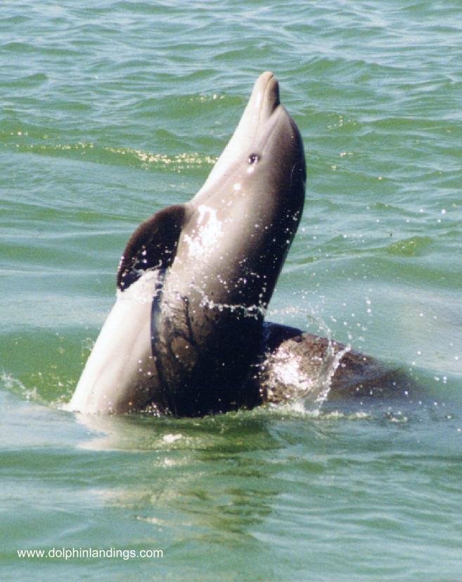Dolphin Watch