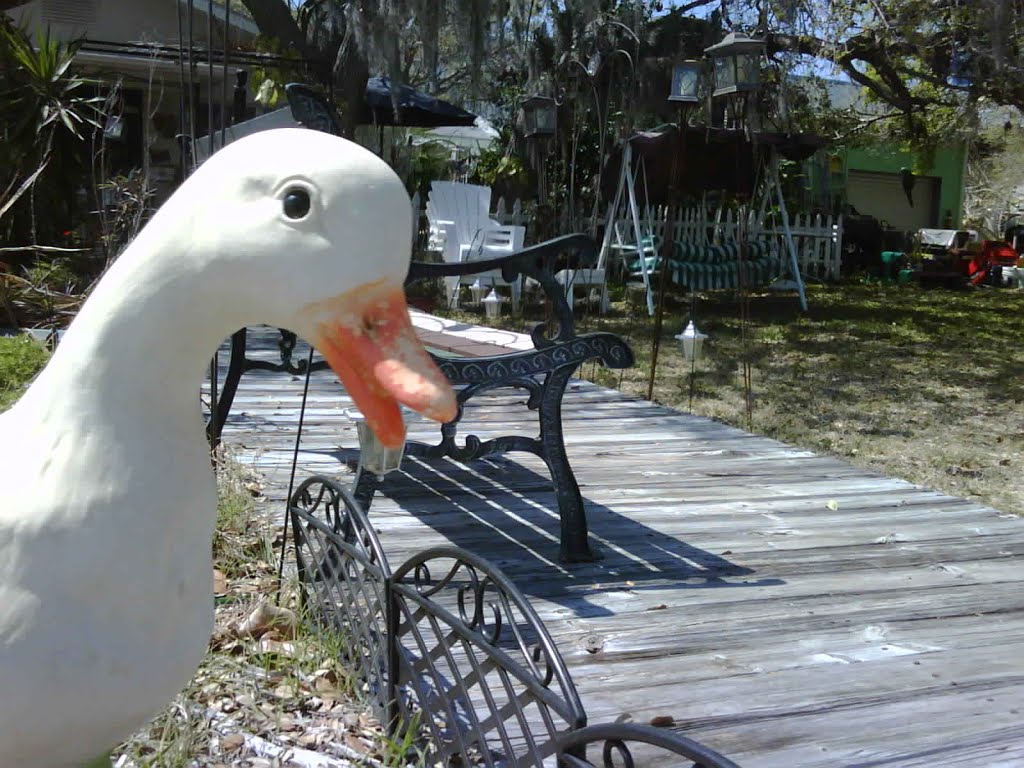 Duck of Curiosity