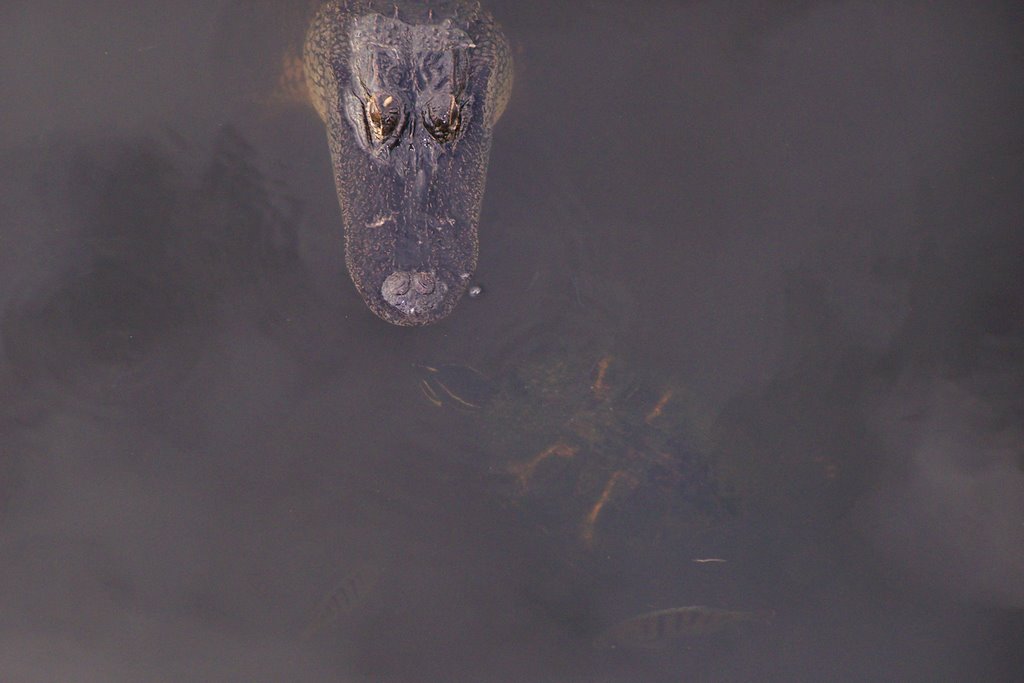 GATOR AND SNAPPER