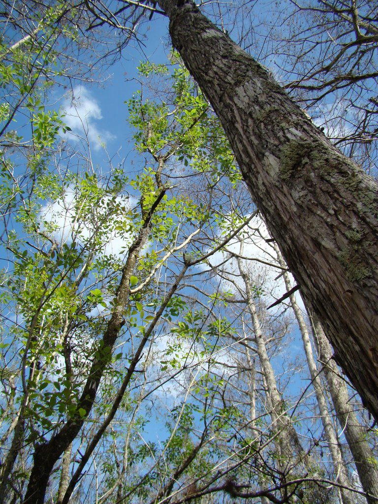 Clewiston - Billie Swamp Safari
