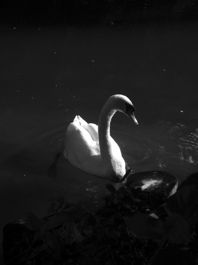 Swan @ Palm Beach Zoo
