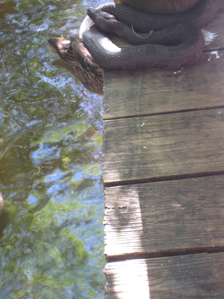 Water Moccasin, Palm Beach Zoo