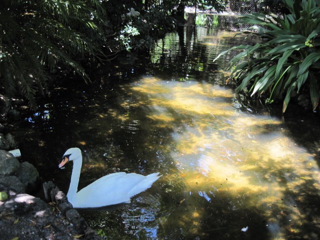 Swan (august  contest)