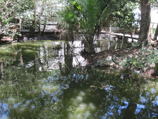 bridge in the jungle
