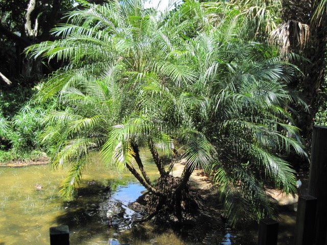 Palm tree