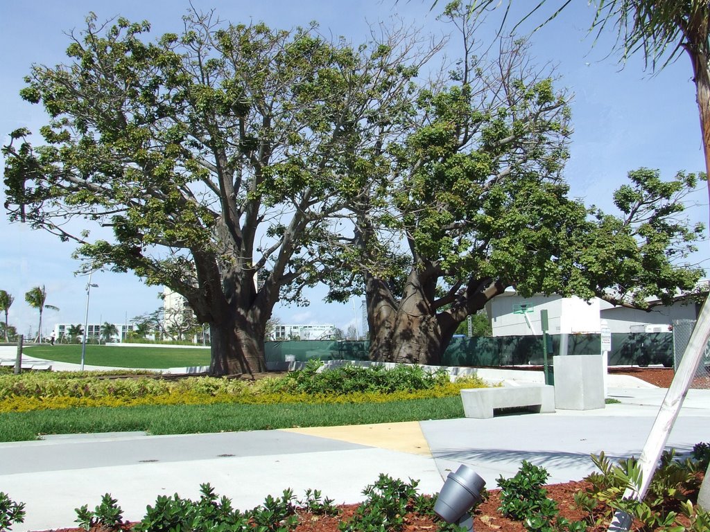Trees at Young Circle Park