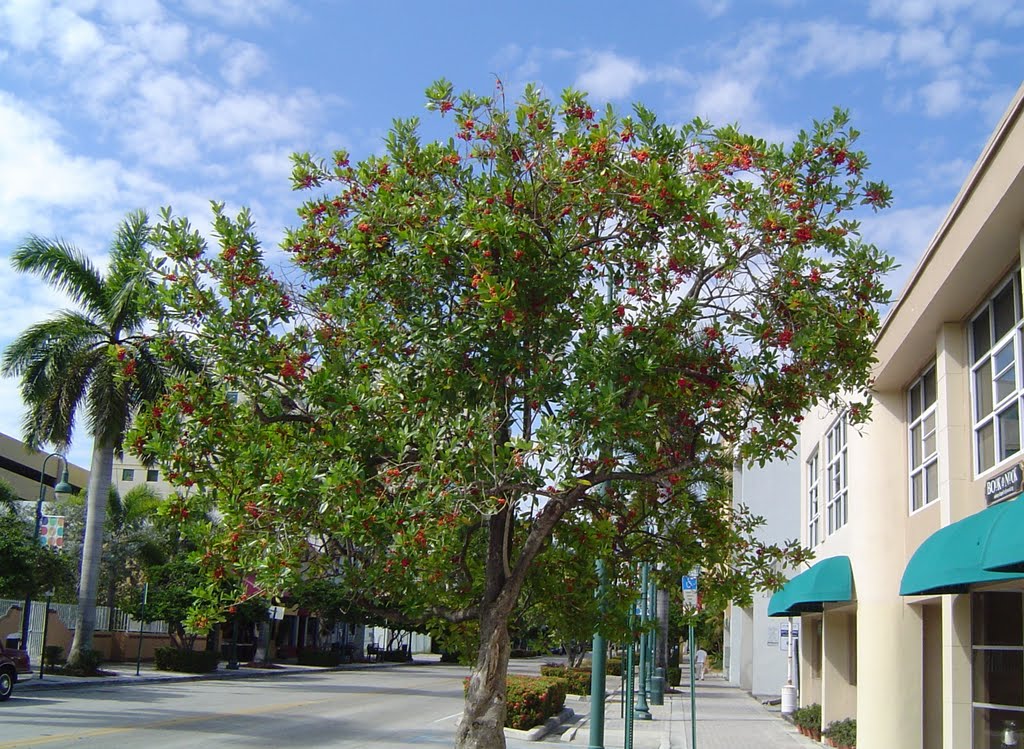 Arbol Florecido en Harrison St