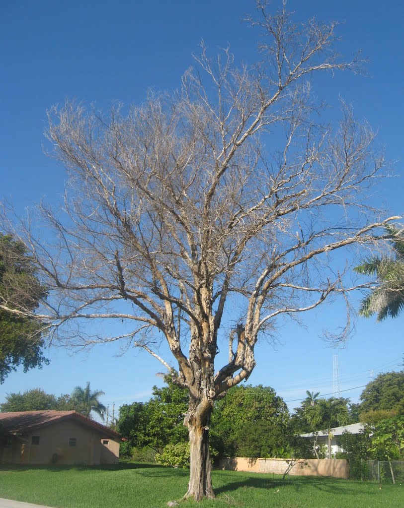 LOS ARBOLES MUEREN DE PIE.