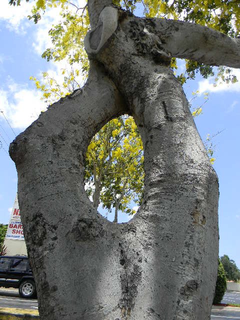 ARtBOL O arTbol?