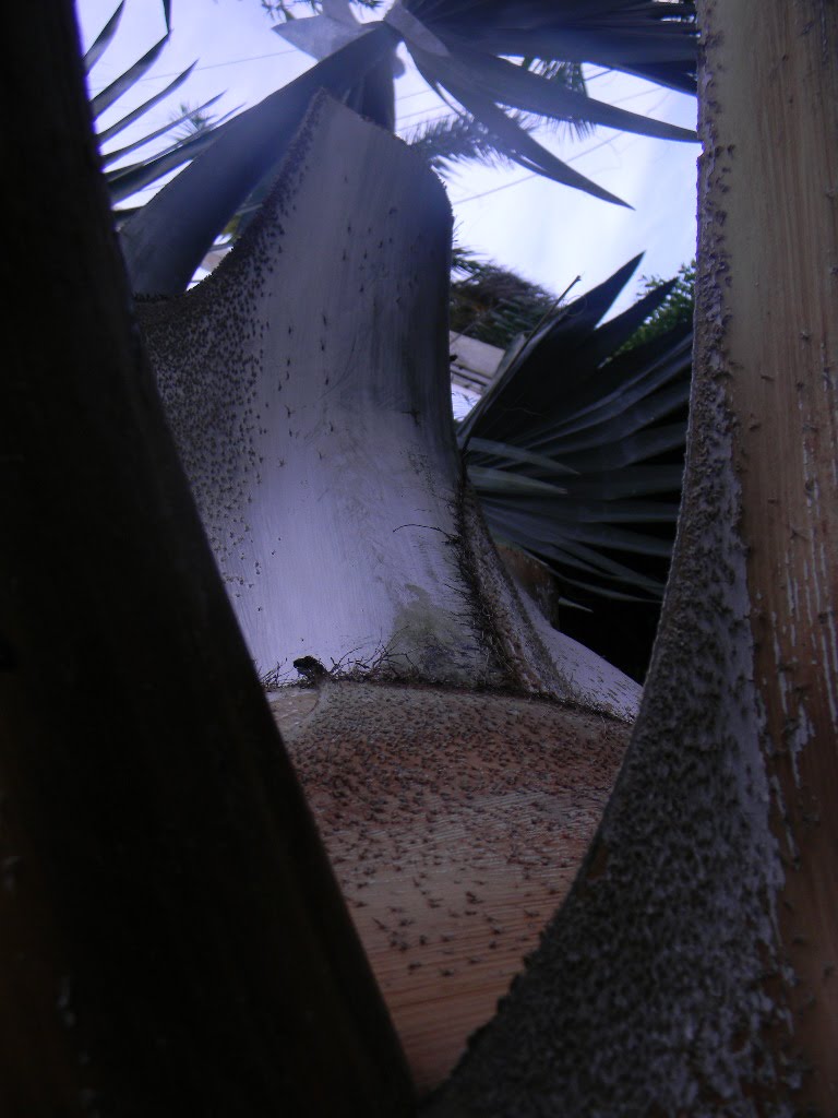 PALMA EXOTICA