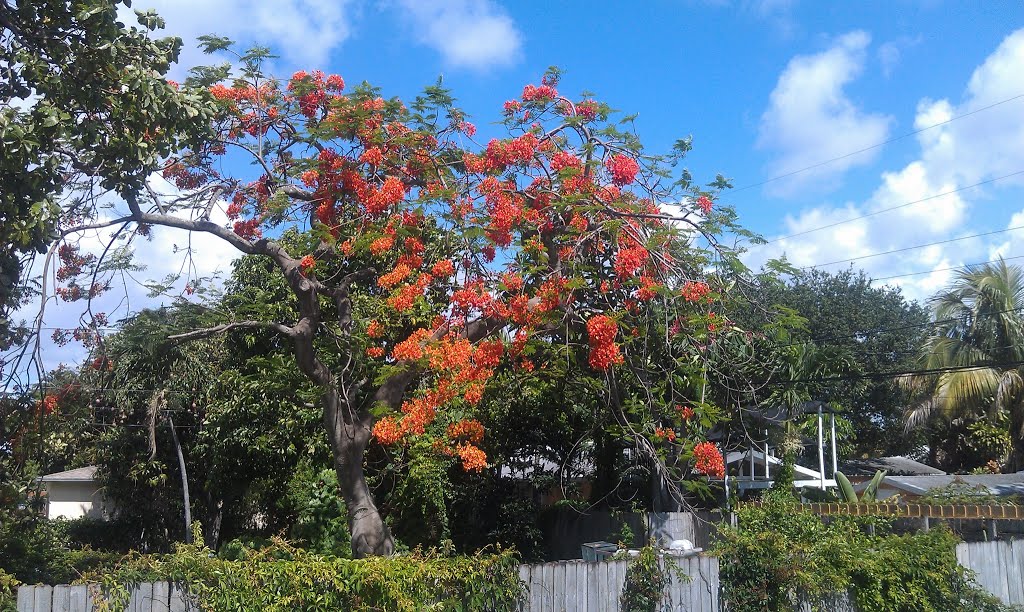Spring blooming in Hollywood, FL