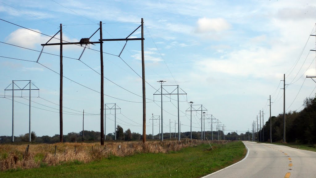2014 02-25 Florida - Old Bartow, Eagle Lake Rd - power poles and hawks nest
