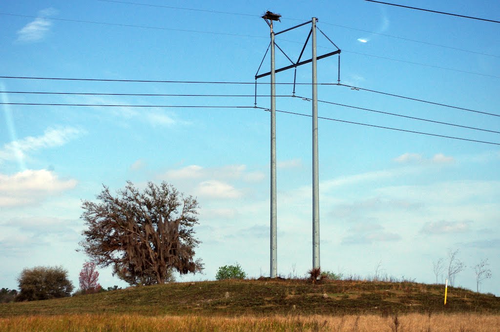 2014 02-25 Florida - Old Bartow, Eagle Lake Rd - hawks nest