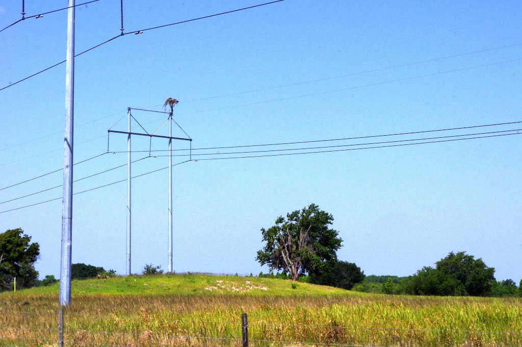2014 05-23 Florida - power lines and nest