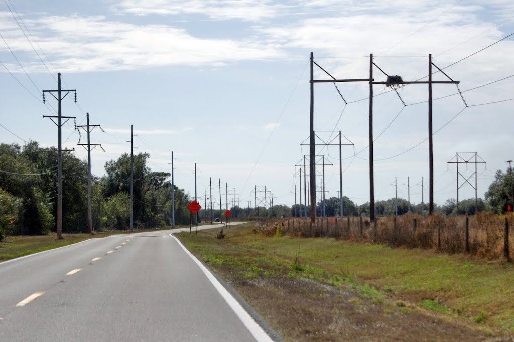 2012, Bartow, FL - Old Bartow Lake Rd - nests