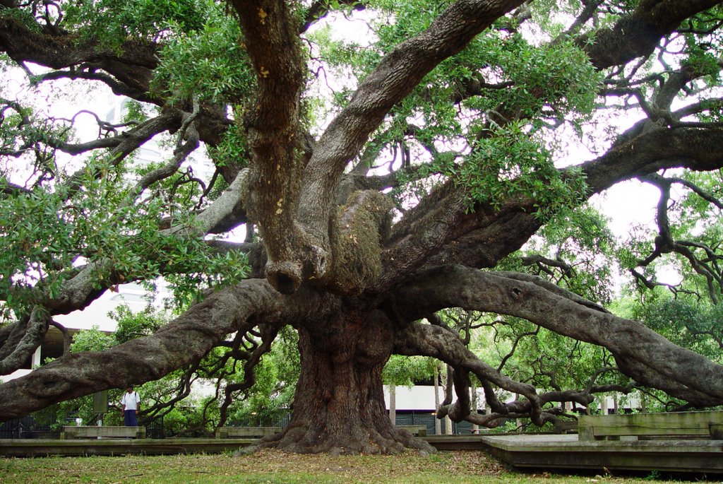 Treaty Oak, 200+ years old, 25 cir 70 high 145 crown, Jacksonville, Florida (5-26-2007) 1