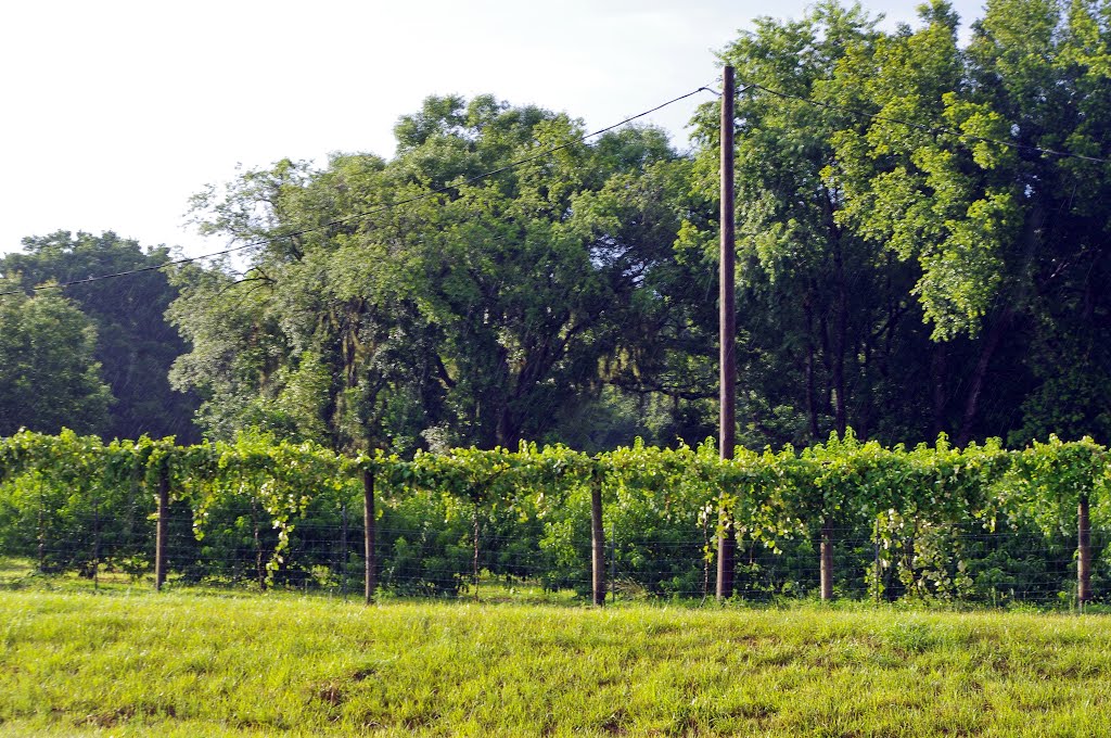 2014 05-30 Florida - grape arbors