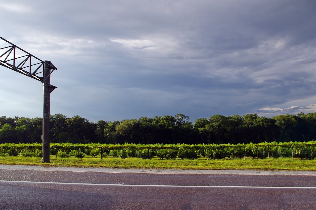2014 05-30 Florida - grape arbors