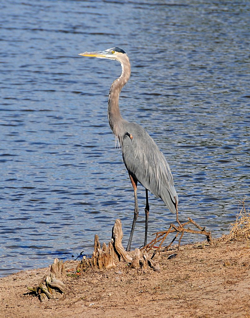 Blue Heron