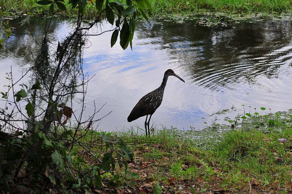 Limpkin (not an Ibis)