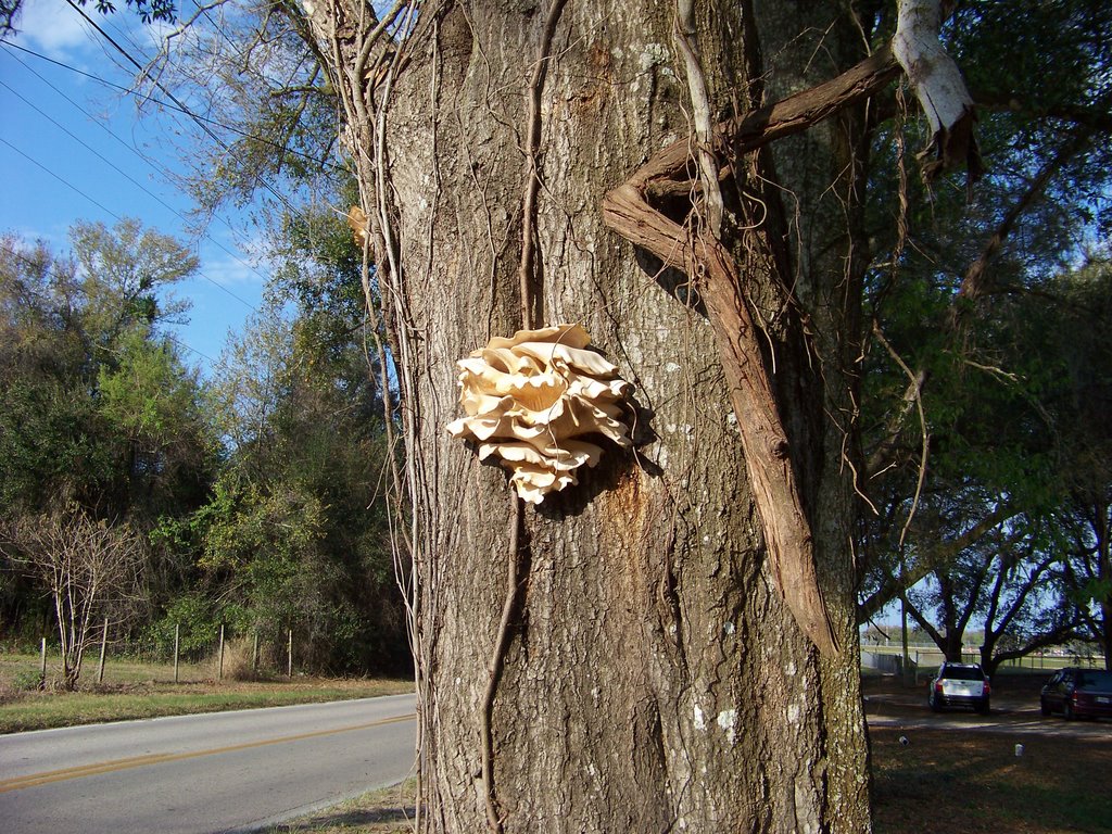 Fungi on a tree