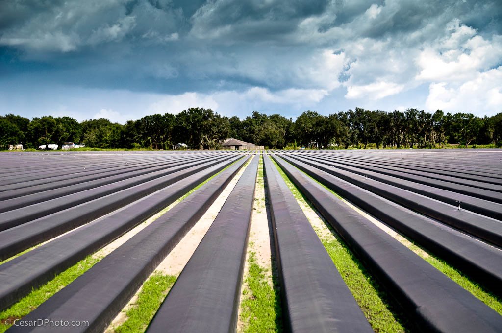 Strawberry Field, ready for Next season