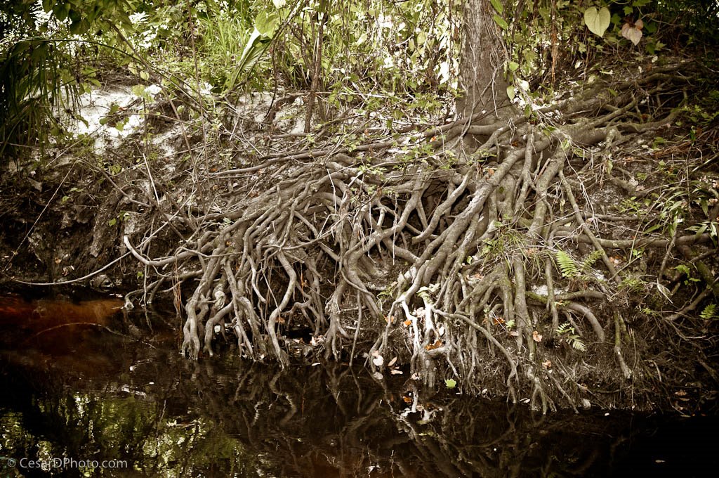 Root, Not Bloody Roots...