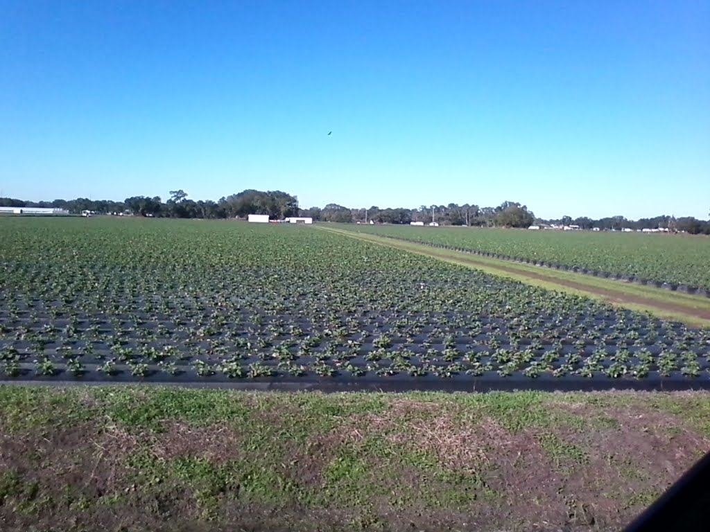 plant city