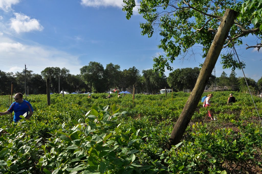 Keel & Curley Winery, Blueberry Fields