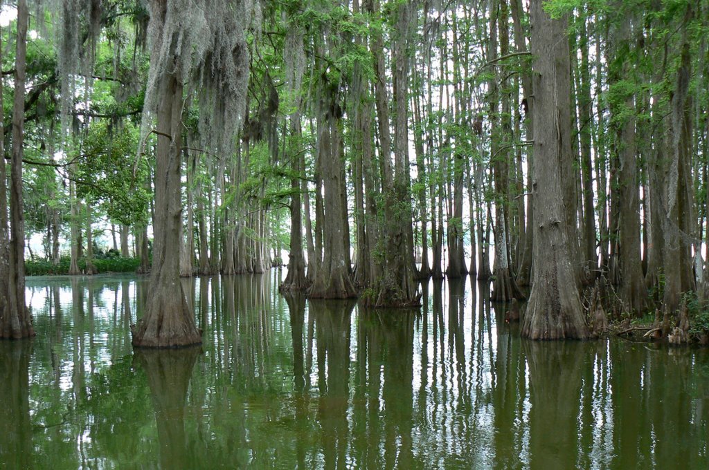 Cypress Grove - Lake Thonotosassa, Florida