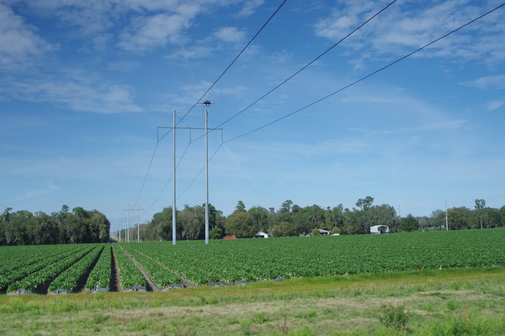 2012, Along Rte 60 - strawberry fields and power lines