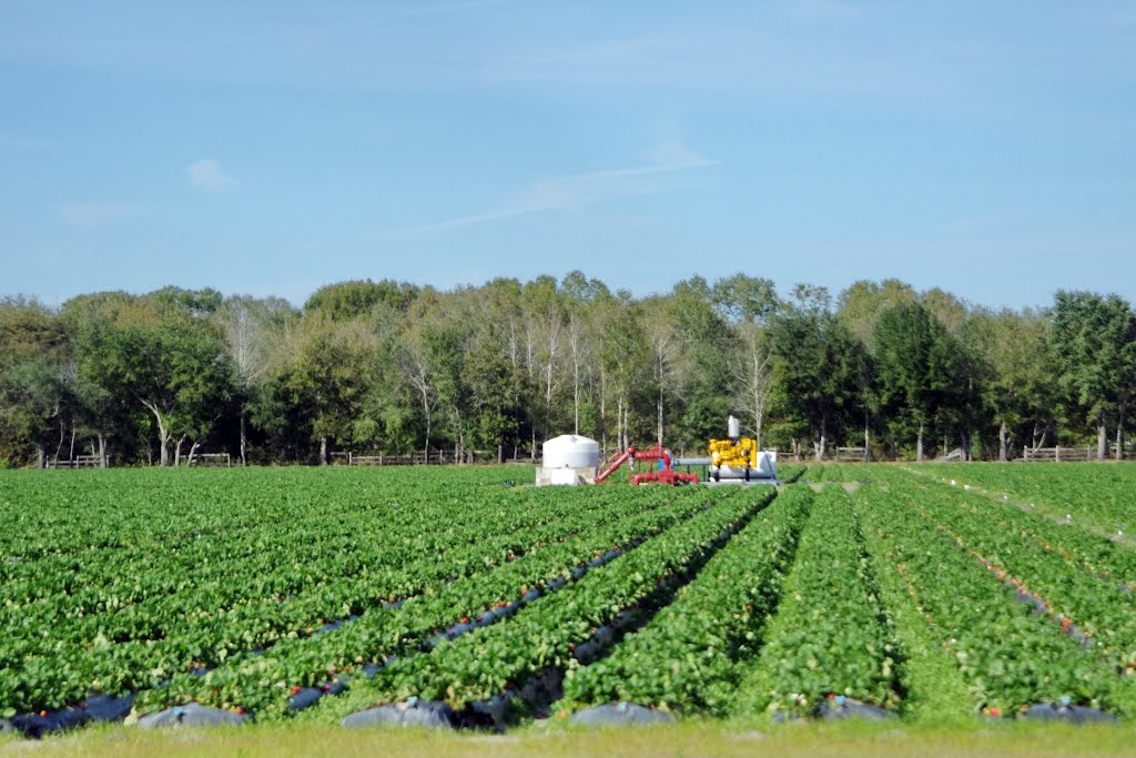 2012, Plant City, FL - Along Rte 60 - strawberry fields