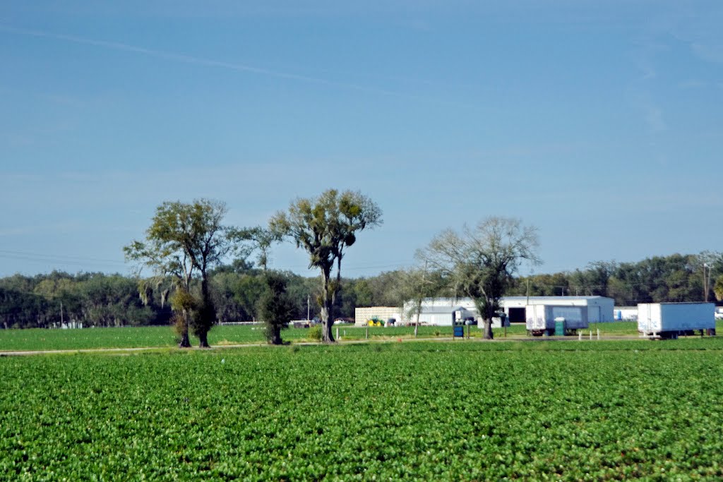 2012, Plant City, FL - Along Rte 60 - strawberry fields