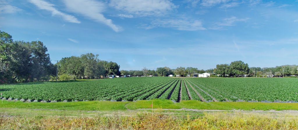 2012, Along Rte 60 - strawberry fields