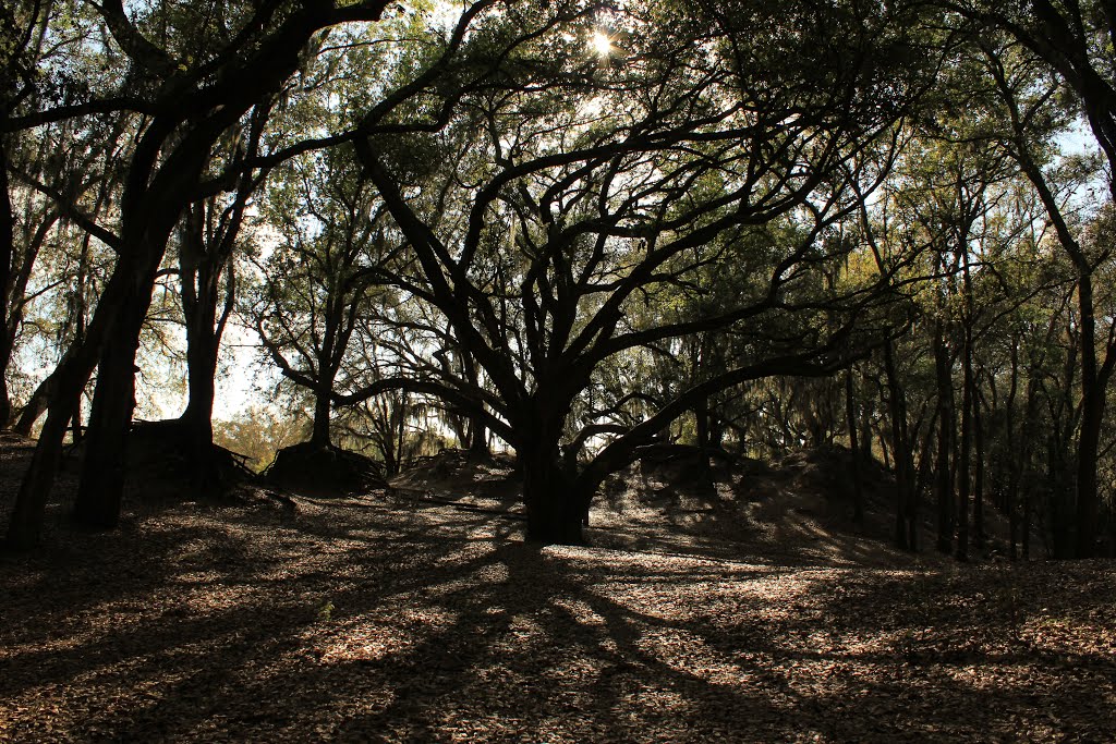Under the Trees