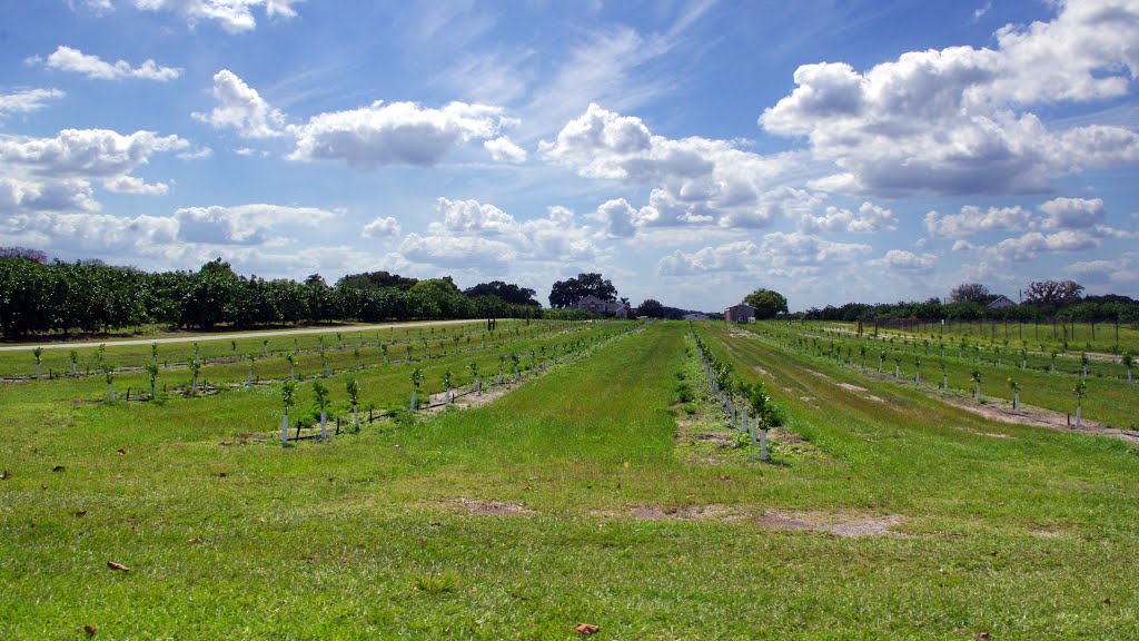 2014 04-12 Winter Haven, Florida - Old 9 Foot Rd. - orchard