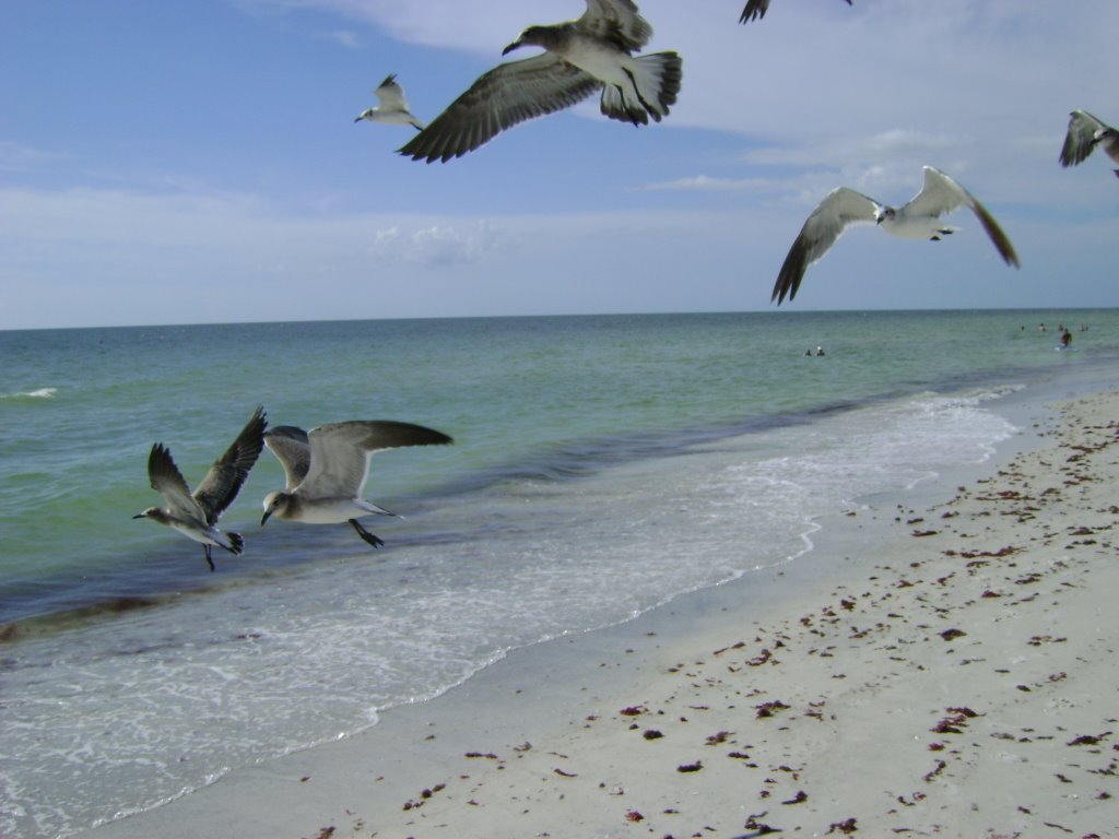 Feeding the seagulls