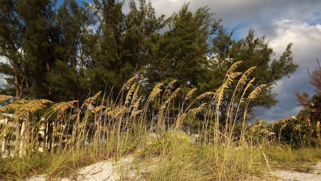 Sea oats