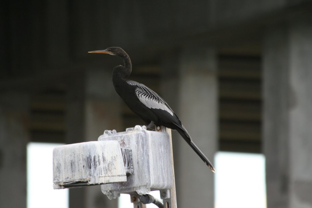 Double Crested Cormorant (Phalacrocorax auritus)