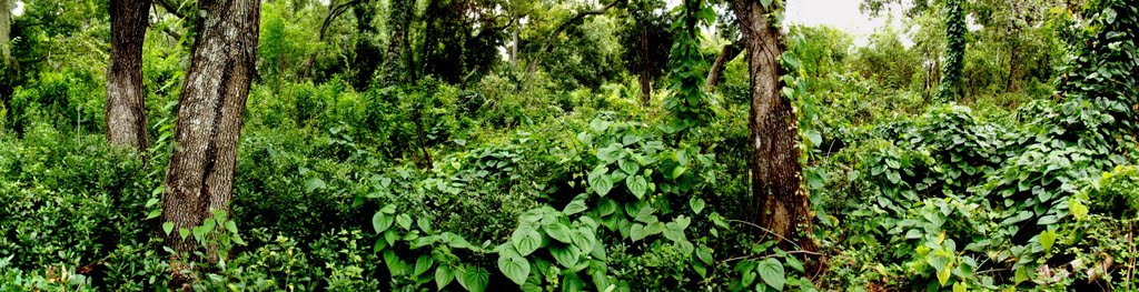 John R. Bonner Nature Park , Largophoto , Largo
