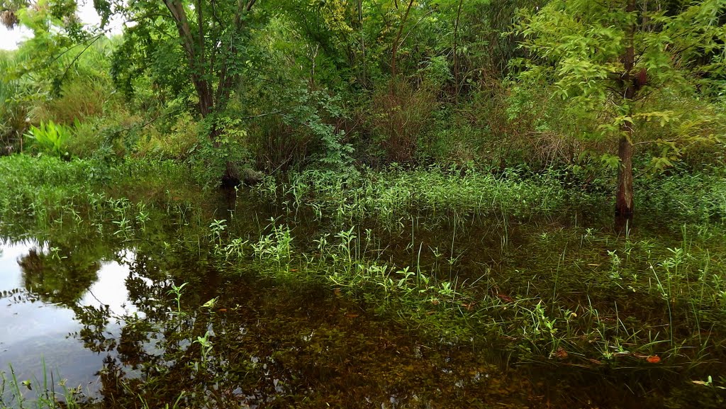 John R. Bonner Nature Park , Largo