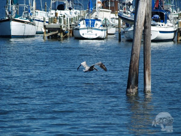 Pelican looking for lunch next to the Mathers Bridge