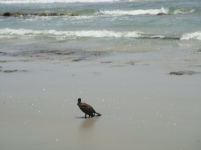 lone bird on beach
