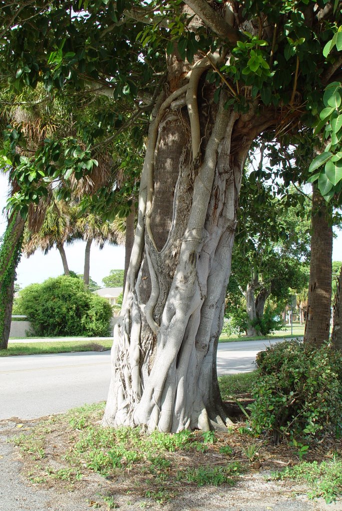 strangler fig tree, Indian Harbor Beach, Florida (8-2007)