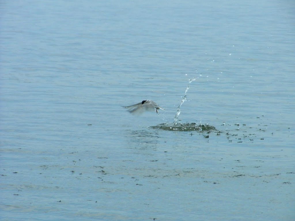 bird catchin minnows