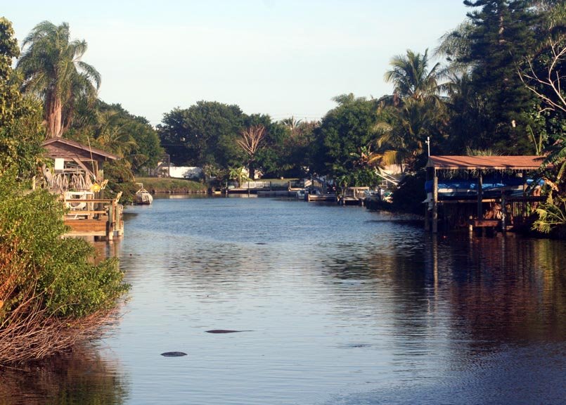 Manatee in Canal